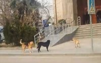 15 gündə 26 nəfəri it dişlədi